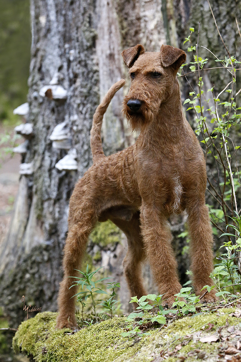 Doyle von der Emsmühle