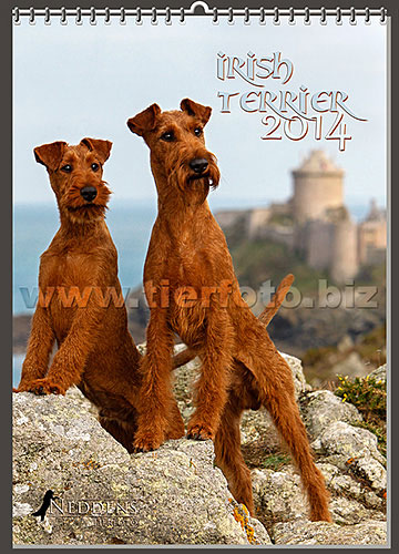 irish-terrier-kalender-2017