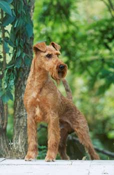 Montelle Famous Star