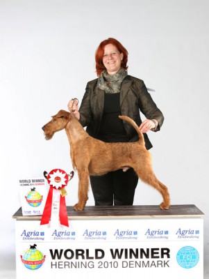 Merrymac Copyright (Dearg Madra´s Eli Eli Oh x Merrymac Lacking Nothing) Weltsieger & Rassebester Irish Terrier & Group Finalist  handled by Karina Grüttner