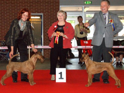 Best of Breed: Merrymac Copyright Best Opposite Sex: Irish Fellow Fairytale Richterin Birgit Seloy (DK)  Foto: Hans Lundby