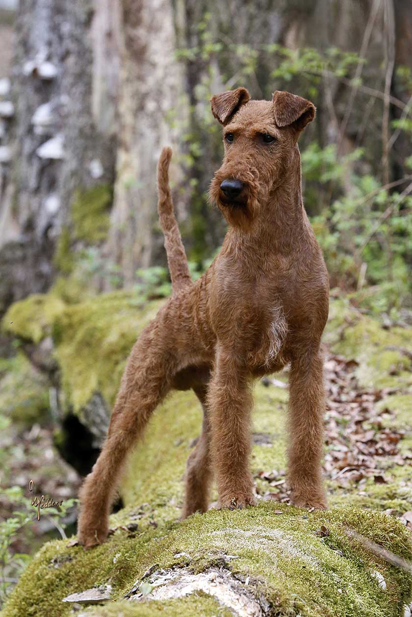 Irish Terrier – 125 Jahre „Klub für Terrier“ | Irish Terrier von der