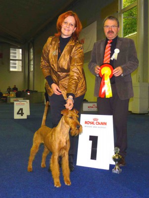 Bundessieger und Rassebester Irish Terrier Merrymac Copyright ( Dearg Madra's Eli Eli Oh x Merrymac Lacking Nothing) gehandelt von Karina Grüttner Foto: Hache