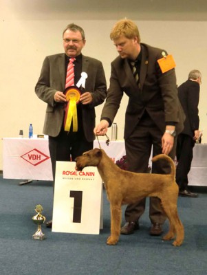 Bloody-Mary-vom-Abenteuerland_600[1]1. Platz Veteranen Rüden und Bester Veteran Merlin von der Papiermühle (Viscount von der Emsmühle x Donna von der Emsmühle) gehandelt von Sascha Rühl Foto: Hache