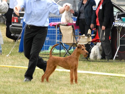 Best of Breed Competition  Foto´s: Dietmar Mieth