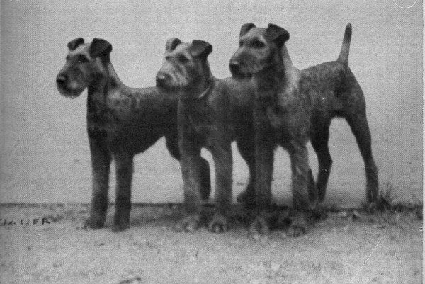 Gruppe-Irish-Terrier-von-Poethen-001_1920