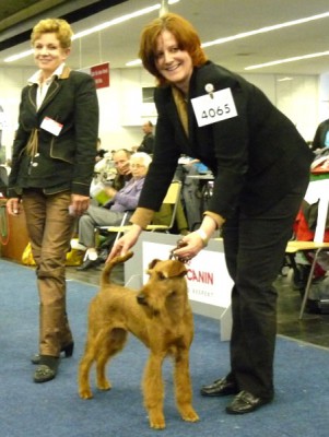 Minze von der Emsmühle (Merrymac Copyright x Gabbana von der Emsmühle)  EUROPASIEGERIN & RASSEBESTER IRISH TERRIER