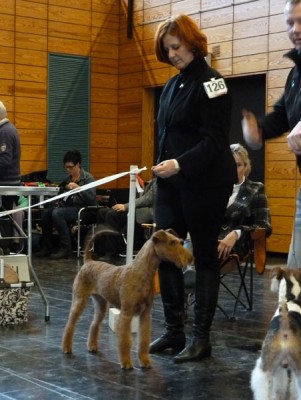 Bester Terrier der Schau Richterin: Frau Assenmacher-Feyle