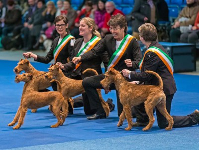 Zuchtgruppe_600[1]  Zuchtgruppe Irish Terrier von der Emsmühle 1. Platz