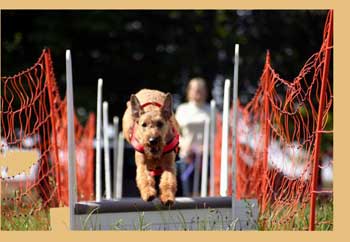 artikel_flyball_25_350