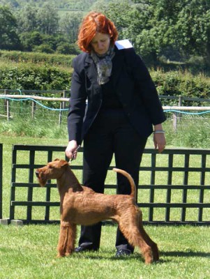 minze-cc_600[1] Maximo von der Emsmühle (Merrymac Copyright x Gabbana von der Emsmühle) DogCC & Best in Show  handled by: Karina Grüttner